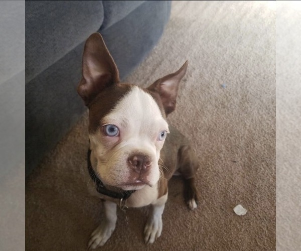 Medium Photo #1 Boston Terrier Puppy For Sale in HESPERIA, CA, USA