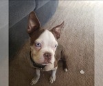 Small Photo #1 Boston Terrier Puppy For Sale in HESPERIA, CA, USA
