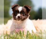 Small #4 Chihuahua