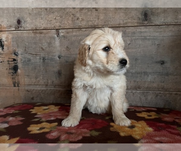 Medium Photo #6 Goldendoodle Puppy For Sale in VERMONTVILLE, MI, USA