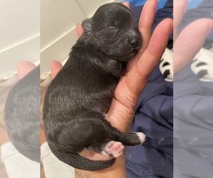 Poodle (Miniature)-ShihPoo Mix Puppy for sale in LAWRENCEVILLE, GA, USA