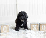 Small #8 Poodle (Miniature)