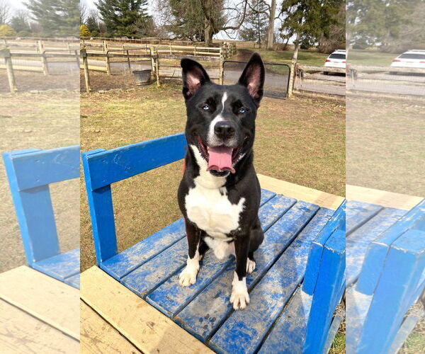 Medium Photo #3 Karelian Bear Dog-Siberian Husky Mix Puppy For Sale in Unionville, PA, USA