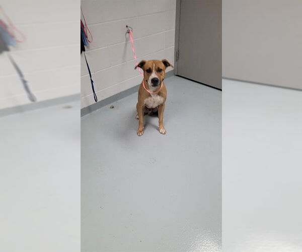 Medium Photo #1 Staffordshire Bull Terrier-Unknown Mix Puppy For Sale in St. Cloud, FL, USA