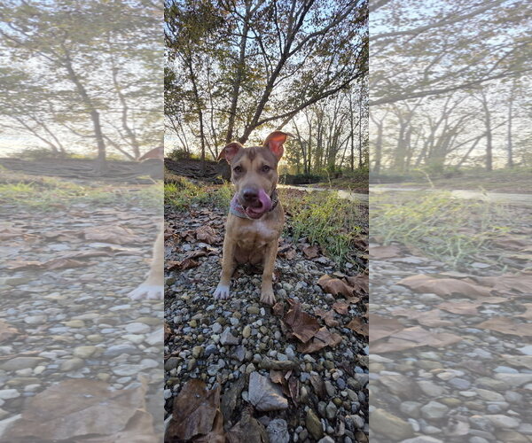 Medium Photo #3 Mutt Puppy For Sale in Germantown, OH, USA