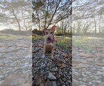 Small Photo #3 Mutt Puppy For Sale in Germantown, OH, USA