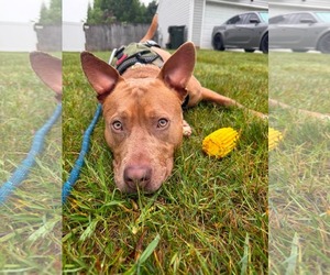 Moe - Male Mutt Dog for Adoption - Photo #4