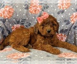 Small Photo #4 Irish Doodle Puppy For Sale in PEACH BOTTOM, PA, USA