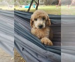 Puppy Liberty Bordoodle