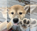 Puppy Asami Shiba Inu