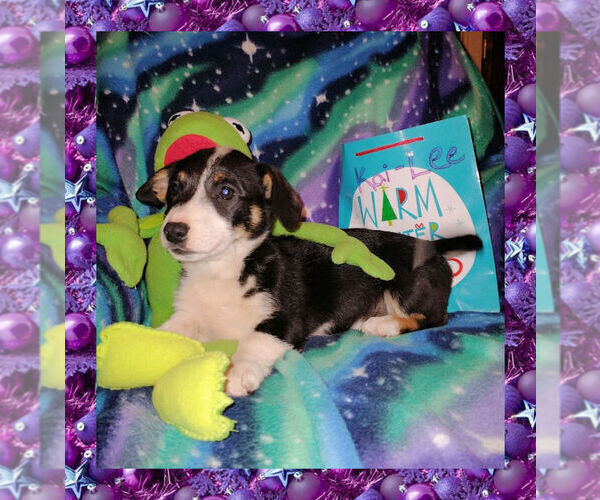 Medium Photo #9 Cowboy Corgi Puppy For Sale in GALLEGOS, NM, USA