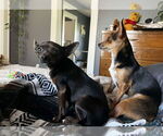 Small #2 Chihuahua Mix