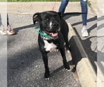 Small #7 Boxer Mix
