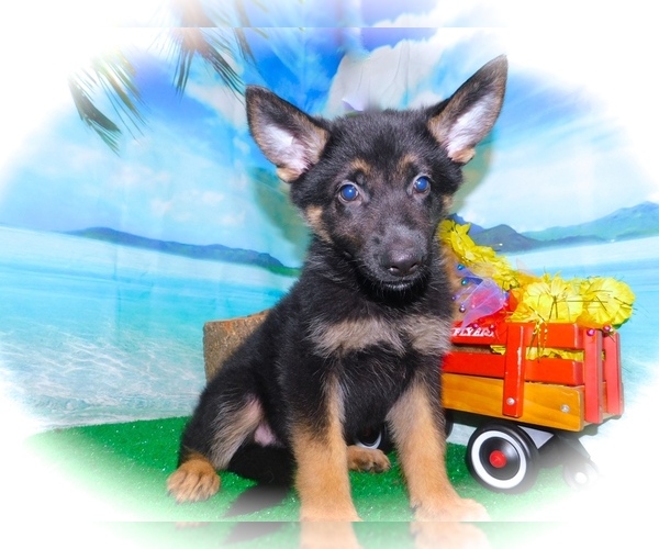 Medium Photo #6 German Shepherd Dog Puppy For Sale in HAMMOND, IN, USA