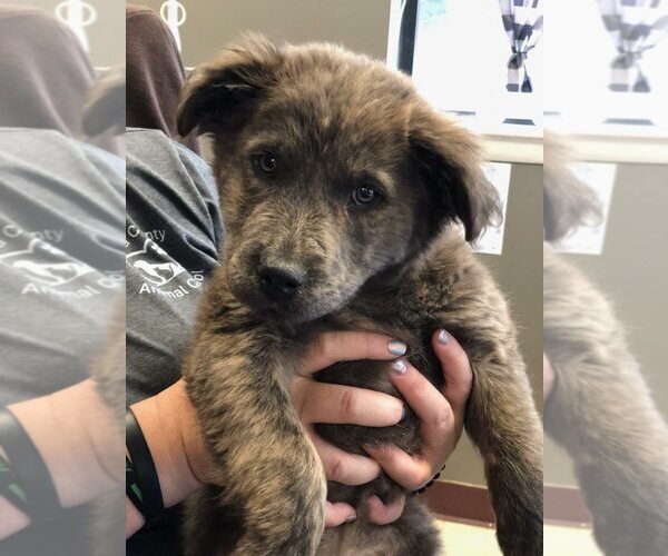 Medium Photo #4 Mutt Puppy For Sale in New York, NY, USA