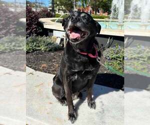 Vixey - Female Labrador Retriever-Unknown Mix Dog for Adoption - Photo #4