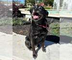 Small Photo #4 Labrador Retriever-Unknown Mix Puppy For Sale in Kennesaw, GA, USA