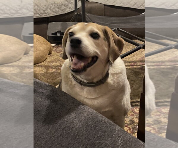 Medium Photo #4 Beagle-Unknown Mix Puppy For Sale in Aurora, IN, USA