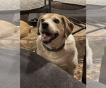 Small #3 Beagle Mix