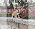 Image preview for Ad Listing. Nickname: Ike