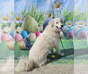 Great Pyrenees-Unknown Mix Dogs for adoption in Croydon, NH, USA