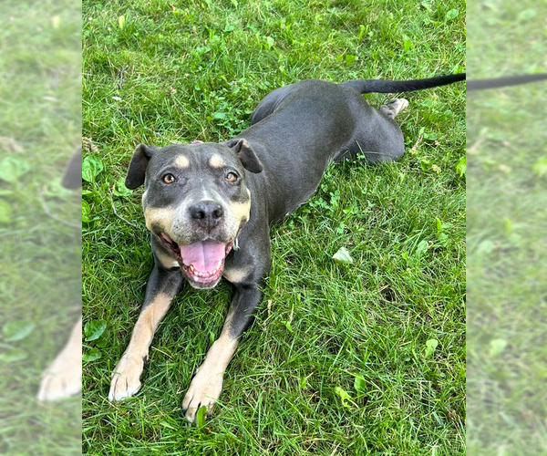 Medium Photo #16 American Staffordshire Terrier-Unknown Mix Puppy For Sale in Brewster, NY, USA