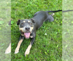 Small #15 American Staffordshire Terrier Mix
