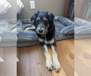 Tibetan Terrier-Unknown Mix Dogs for adoption in Escondido, CA, USA