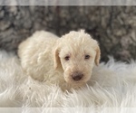 Small Photo #4 Goldendoodle Puppy For Sale in CANON, GA, USA