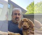 Small #7 Vizsla
