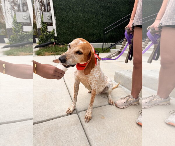 Medium Photo #2 English Coonhound-Unknown Mix Puppy For Sale in Raleigh, NC, USA