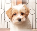 Small Photo #3 Maltipoo (Miniature) Puppy For Sale in NAPLES, FL, USA