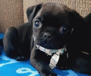 Pug Puppy for Sale in OCONTO, Wisconsin USA