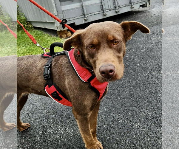Medium Photo #11 Chocolate Labrador retriever-Unknown Mix Puppy For Sale in Mount Laurel, NJ, USA
