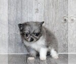 Small #32 Pomeranian