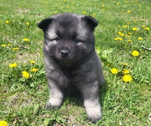 Keeshond Puppy for sale in BLAIRSBURG, IA, USA