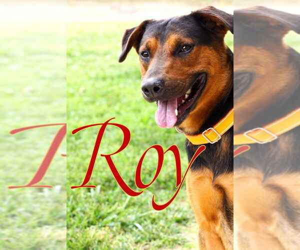 Medium Photo #8 Mutt Puppy For Sale in Evansville, IN, USA