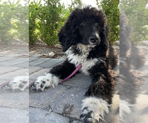Poodle (Standard) Puppy for Sale in LADY LAKE, Florida USA