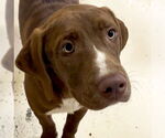 Small Labrador Retriever-Rhodesian Ridgeback Mix