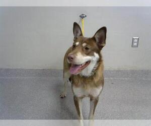Siberian Husky-Unknown Mix Dogs for adoption in Pasadena, TX, USA