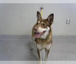 Small Siberian Husky Mix