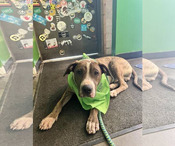 Medium Photo #13 Mutt Puppy For Sale in Holly Springs, NC, USA