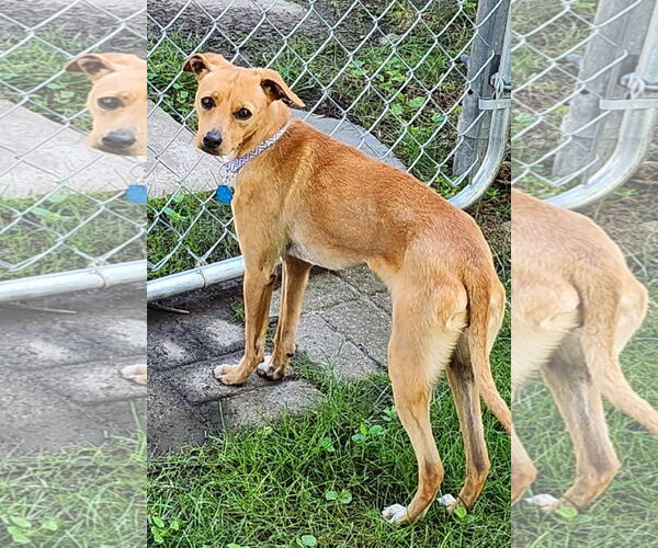 Medium Photo #2 Italian Greyhound-Unknown Mix Puppy For Sale in Des Moines, IA, USA