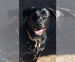 Small #1 Labrador Retriever Mix