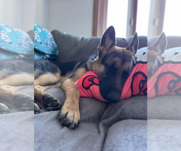 Medium Photo #3 German Shepherd Dog-Unknown Mix Puppy For Sale in Princeton, MN, USA