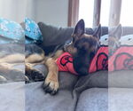 Small #2 German Shepherd Dog Mix