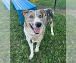 Small Photo #3 Australian Shepherd Puppy For Sale in Evansville, IN, USA