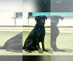 Labrador Retriever-Unknown Mix Dogs for adoption in San Diego, CA, USA