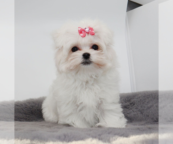 Medium Photo #1 Maltese Puppy For Sale in LOS ANGELES, CA, USA