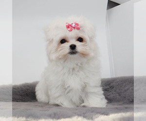 Maltese Puppy for sale in LOS ANGELES, CA, USA